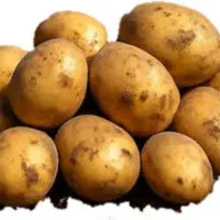 سیب زمینی بذری جیلی
