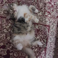 گربه|گربه|تبریز, |دیوار