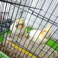 ی جفت عروس هلندی نر و ماده