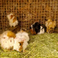 حراج خوکچه هندی فشن به قیمت کاملا مناسب