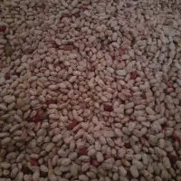 لوبیا چیتی درجه 1 بدون اشغال و خرابی