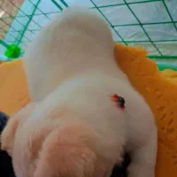 واگذاری سگ نژاد شیتزو|سگ|سیرجان, |دیوار