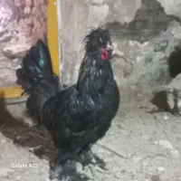 حیوانات مزرعه|حیوانات مزرعه|قم, لبچال|دیوار