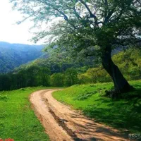 زمین برا گندم و جو اجاره میکنم