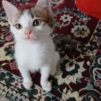 گربه ماده