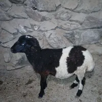 سه عدد بره نر و ماده سبک ریز داشتی