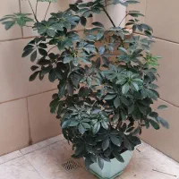 گلدان گل طبیعی|گل و گیاه طبیعی|شهرکرد, |دیوار