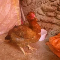 مرغلاری|حیوانات مزرعه|بندر ترکمن, |دیوار