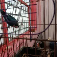 جفت طوطی برزیلی مولد ۲ملیون