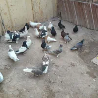 30عددرنگی سری 200