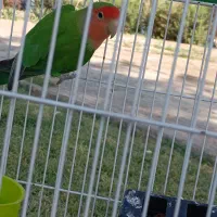 طوطی کوتوله
