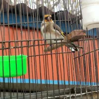 سهره جوجه قفس