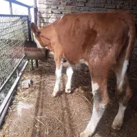 گوساله سیمینتال ماده اصیل رنگ قرمز  نژاد شیری|حیوانات مزرعه|بندر ترکمن, |دیوار