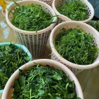سبزی خورشتی با کیفیت وتازه|خوردنی و آشامیدنی|یاسوج, |دیوار