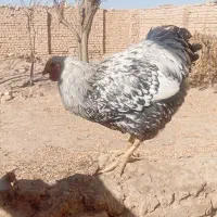 خروس|حیوانات مزرعه|آشتیان, |دیوار