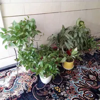 ۷ گلدون گل اگلوناما و پتوس|گل و گیاه طبیعی|اصفهان, گرکان|دیوار