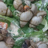 حلزون سوپر مولد و۳۰ کیلو مکمل|خزنده|تهران, تهرانسر مرکزی|دیوار