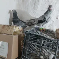 نروماده هفترنگ لک دار|پرنده|اسفرورین, |دیوار