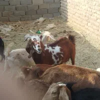 بز اوست|حیوانات مزرعه|فهرج, |دیوار