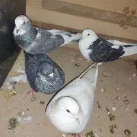 کبوتر ۴تا دارم