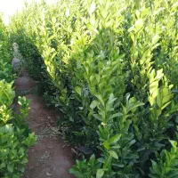 نهال مرکبات تضمینی با کیفیت قیمت مناسب|گل و گیاه طبیعی|بم, |دیوار