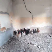 مرغ و خروس
