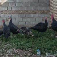 بوقلمون محلی اورگانیک