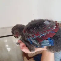 جوجه اکلکتوس نر و ماده سرلاکی