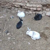 خرگوش طلایی ،چشم عسلی، چشم قرمز ابست|موش و خرگوش|زابل, |دیوار