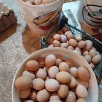 تخم مرغ محلی(بومی)تک زرده و دوزرده|خوردنی و آشامیدنی|اصفهان, خانه اصفهان|دیوار