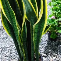 فروشنده در گلخانه گل و گیاه آپارتمانی|استخدام خدمات فروشگاه و رستوران|جیرفت, |دیوار