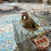 فروش سهره ماده|پرنده|چمستان, |دیوار