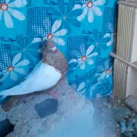 کفتر|پرنده|سردرود, |دیوار