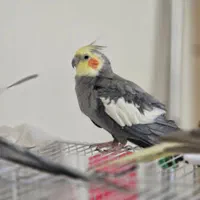 گمشده|حیوانات|ری, دیلمان|دیوار