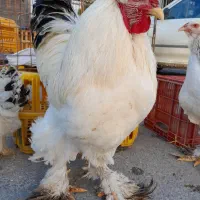 مرغ و خروس برهما لایت ، امپراطور بزرگ جسته