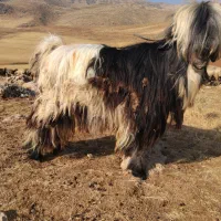 بعد تخمی|حیوانات مزرعه|رودشت (چهارمحال و بختیاری), |دیوار
