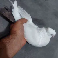 پرنده کله ای سور دومبی|پرنده|کهنوج, |دیوار