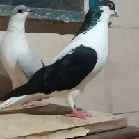 راست سیاه .ساده امری پاک افغانی