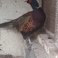 فروش قرقاوول مرده (برای مجسمه)