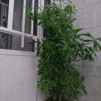 گل فردوس با گلدان یک تومان