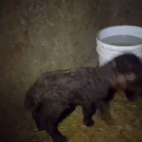 بره شیری نر