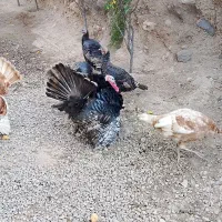 بوقلمون ۳۰۰