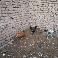 خروس لاری، دورگ