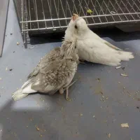 جوجه عروس هلندی  ایزابلا و آلبینو