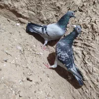 کبوتر پلاکی مسافتی