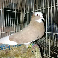 کرمانی|پرنده|مشهد, عیدگاه|دیوار