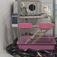 عروس هلندی|پرنده|اسفرورین, |دیوار