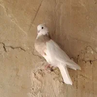 کبوتر