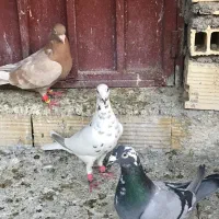 پلاکی معاوضه