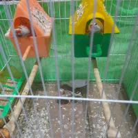 دو جفت فنج بالغ بشرط تخم جوجه باقفس لوازم